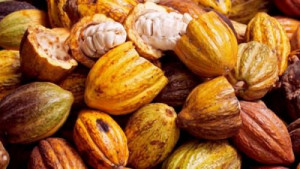 Cameroon: Cocoa price slightly down by XAF20 this week