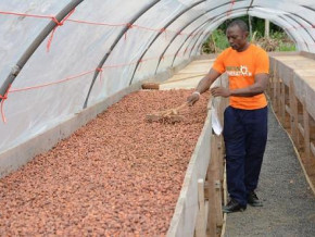 cameroon-s-red-cocoa-nears-labeling-as-oapi-awaits-coloration-analysis