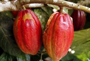 Cocoa farm gate price stabilized at above XAF1,000 per kg, resisting wet season  