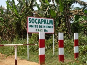 Cameroon: Socapalm reports a CFA6.6bn net profit, down 25.8%, in H1 2018