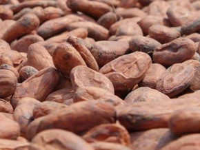 the-cocoa-price-cap-rises-again-after-6-weeks-of-stagnation