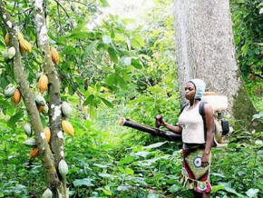 coffee-cocoa-yaounde-hosts-workshop-on-climate-change-adaptation