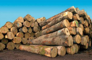Increase in Cameroonian wood exports to China, according to OIBT