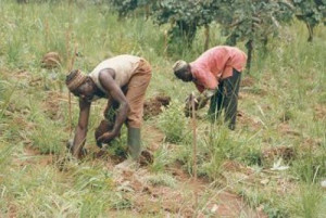 Cameroon distributes 2000 bags of farm inputs and weedicides in the Northwest