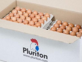cameroon-temporarily-bans-the-importation-of-day-old-chicks-and-hatching-eggs-to-guard-national-territory-against-avian-influenza