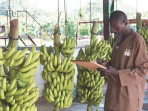 cameroon-s-banana-exports-drop-26-yoy-in-march-driven-by-php-s-sharp-decline