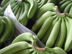 Cameroon’s banana exports affected by CDC’s counter performance