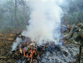 bush-fires-destroy-more-than-375-ha-of-plantations-in-the-east-region