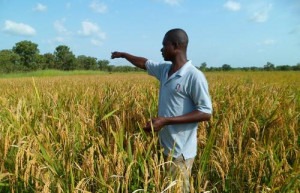 AfDB and ILO Launch Decent Rural Employment Promotion Scheme for Young Farmers in Central Africa