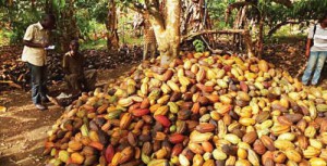 Cameroon: 2017-2018 cocoa season kicks off with average farm gate price of FCfa 875 per Kg, compared to FCfa 1,400 in 2016-2017