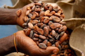 Cocoa farm gate prices drop in Cameroon, during wet season