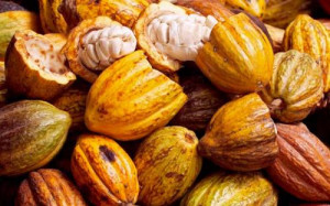 Cameroon: Cocoa production rose during the 2017-2018 campaign despite unrest in the Southwest