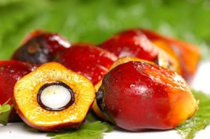 Central Africa has strategy of sustainable development of palm oil sector