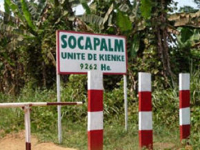 cameroon-improvement-in-palm-oil-sales-volume-boosts-socapalm-s-h1-2021-net-profit-by-40-5-yoy