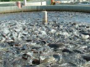 cameroon-seeks-to-produce-low-cost-aqua-feed-to-boost-fish-production