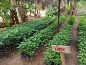 nhpc-distributes-76-000-cocoa-seedlings-to-local-populations
