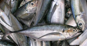 Cameroon: Fish production grew by 80,000 tons between 2011 and 2016