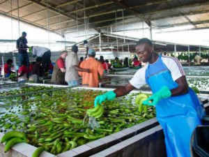 Cameroon: At October 2017, banana exports plummeted more than 20,600 tons due to bad weather conditions