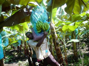 Cameroon : Agriculture contributed 76.38% to GDP in 2017