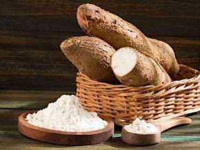 cassava-processing-unit-sotramas-is-finally-operational-9-years-after-commissioning