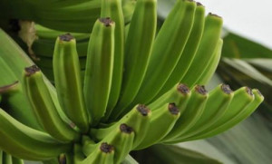 Cameroon sold 21,947t of banana in Feb 2019, up 2,745t y/y  