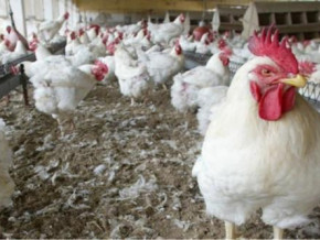 poultry-industry-in-cameroon-faces-disagreements-over-chicken-pricing