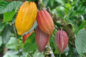 Fitch Solutions raises 2018-19 Cocoa Output Forecasts to 245,000t from 170,000t, despite unrest