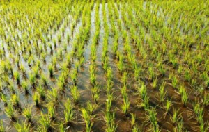 Cameroon : 800 hectares arranged for rice growing within 8 years thanks to a government programme