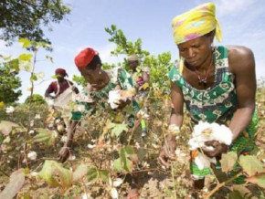 cameroon-led-cotton-production-in-the-cemac-in-2021-over-73