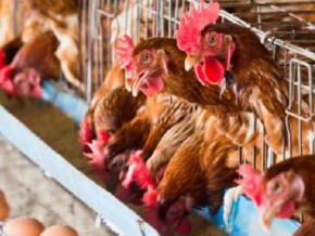 cameroon-poultry-expo-revives-focus-on-industry-transformation