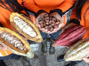 Cameroon’s grade I cocoa shipments grew by 713% in 2017-18