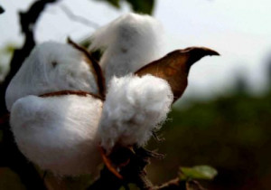 Sodecoton revokes decision to use GMO cotton to boost output