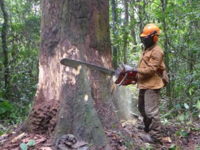 cameroon-dedicates-287-562-hectares-of-forest-management-units-to-support-operators-affected-by-the-anglophone-crisis
