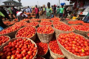 Heavy rains and exports raise tomato prices on Cameroonian market