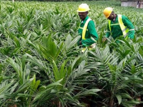 camvert-gets-incentives-for-its-xaf237-bln-campo-agro-industrial-complex