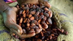 Cameroon: between start and end of 2016-2017 cocoa season, Kg of cocoa beans experiences discount of FCfa 500  
