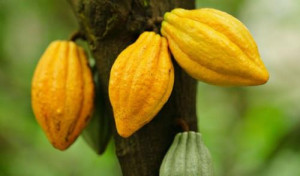 Cameroon: Cocoa farm gate price reaches XFA1,000/kg, again