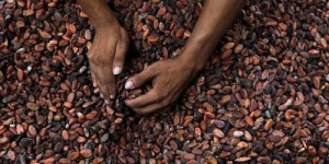 Cameroon: Cocoa minimum farm gate price reached CFA950 thanks to sector reorganization