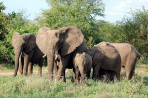 More than 100 wandering elephants destroy fields and crops in the Far-north