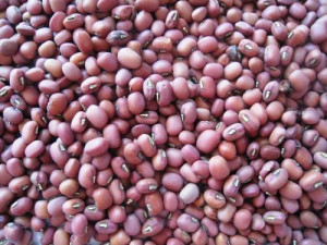 Cameroon: SOWEDA distributed 105,000 tons of enhanced seeds to producers in the Southwest in 2017