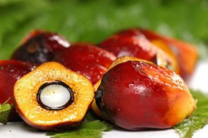 Cameroon: Socapalm pleading with the government to get an increase higher than 30% on the price of palm oil
