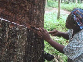cameroon-central-bank-beac-sees-rubber-production-down-yoy-in-q1-2022