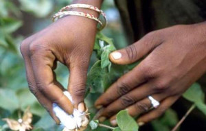 Cameroon: Sodecoton to issue final results of GMO cotton trials before 2018 ends