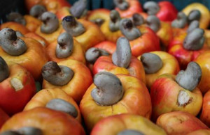 Cameroon sets a 2019-23 national strategy to develop cashew value chain