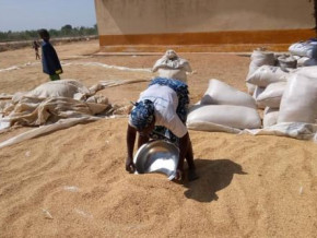 cameroon-kuwait-pledges-cfa13-billion-for-the-rice-sector-in-the-far-north