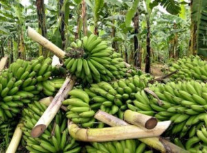 Cameroon: CDC exported lowest banana volume in 13 years, in August 2018