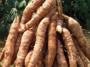 high-input-prices-hits-subsistence-crop-industry-in-cameroon