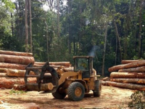 bad-weather-to-weigh-on-wood-production-in-cameroon