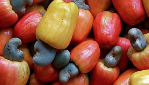 Cameroon forecasts 150,000 new jobs in cashew sub-sector over 2019-23
