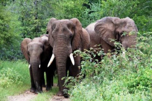 Cameroon: 14ha of millet fields destroyed by elephants in the Far North